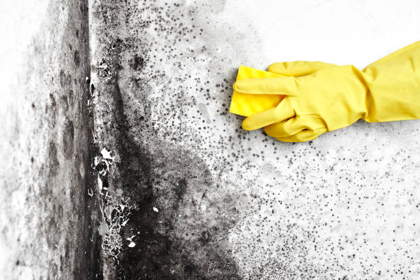 Best Certified Mold Removal  in Mountain Village, CO