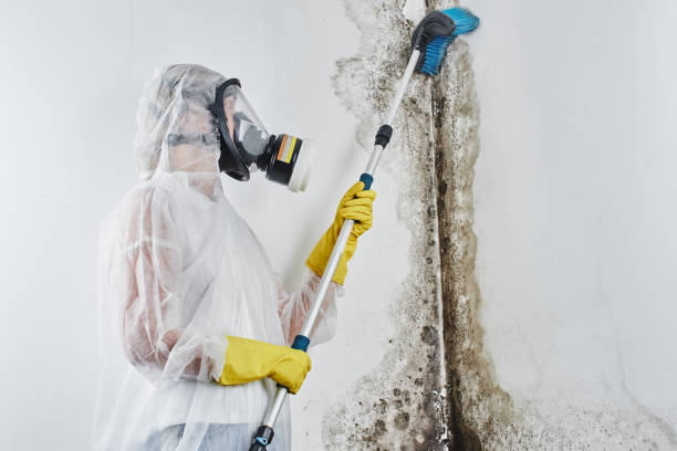 Best Mold Cleaning Services  in Mountain Village, CO