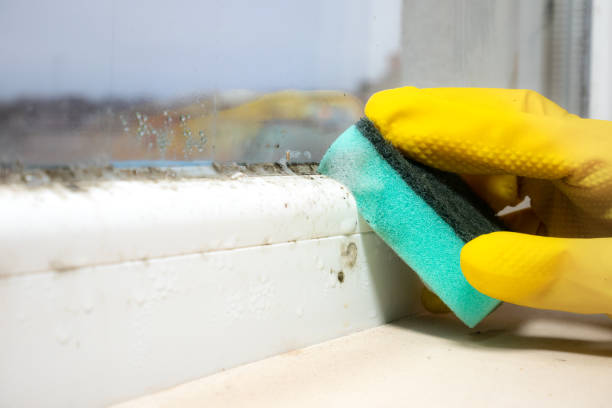 Best Residential Mold Removal  in Mountain Village, CO