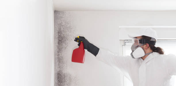 Best Mold Removal Process  in Mountain Village, CO