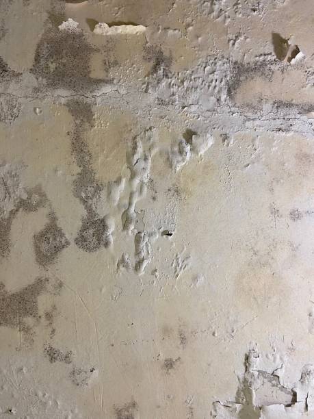 Best Mold Damage Repair  in Mountain Village, CO