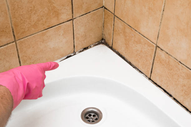 Mold Testing and Removal in Mountain Village, CO